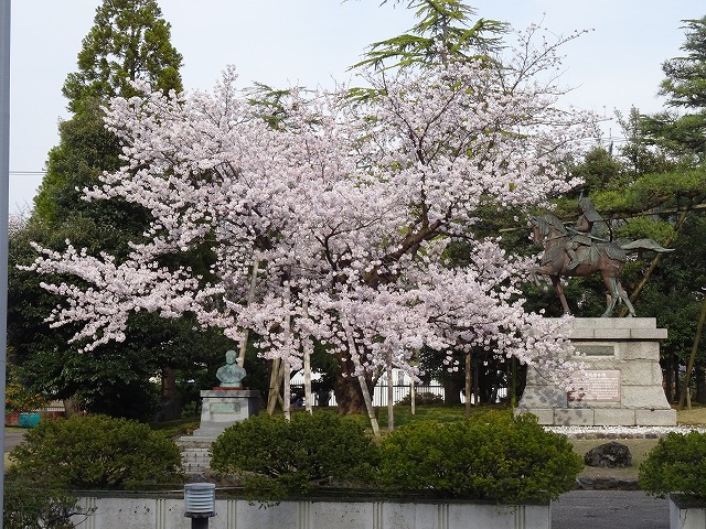 ”春光の桜”　今年もきれいに 咲きました
