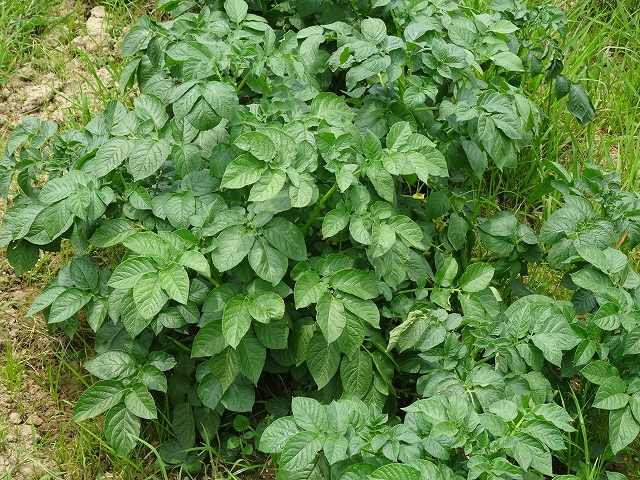 DSC07402