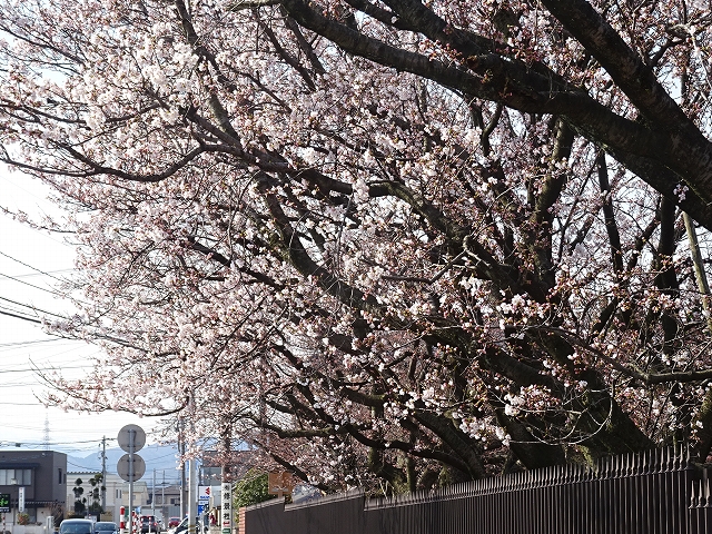 留桜（５日の桜）