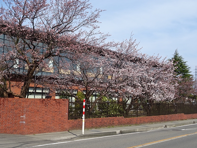 ５日現在の桜風景