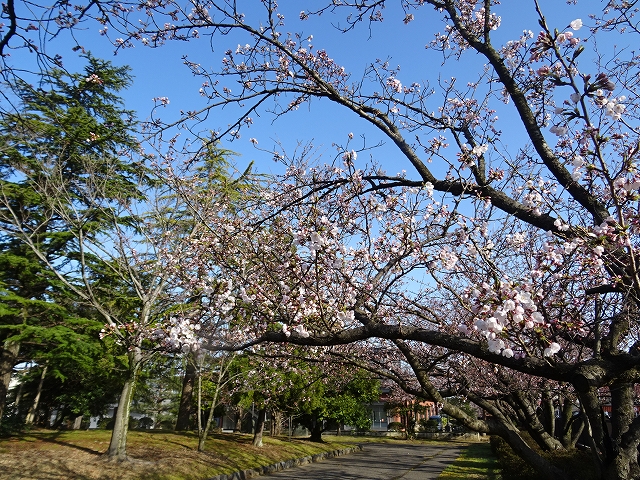 桜の花　2分咲き