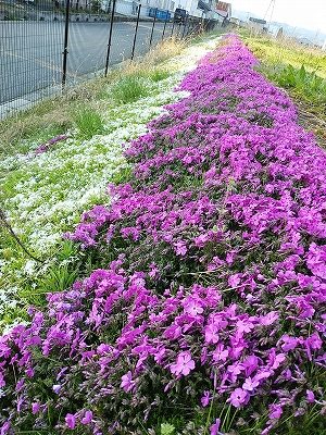 花の絨毯　芝桜