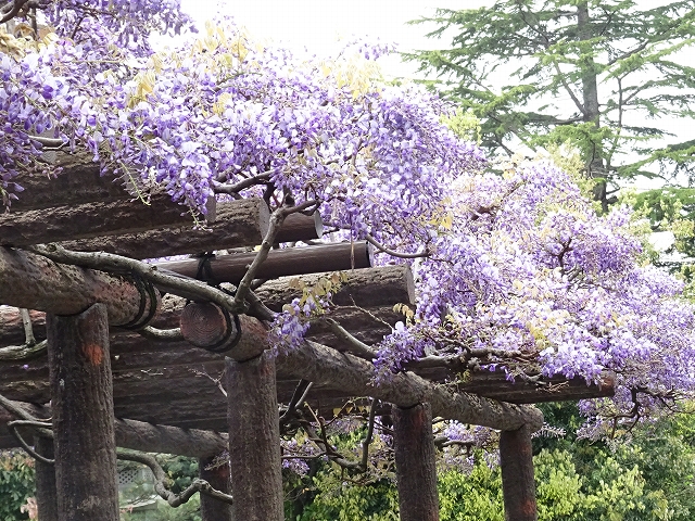 5月連休のお知らせ