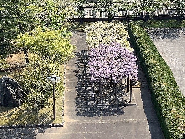 魔除け 鬼除けの藤の花満開です 中村留精密工業株式会社